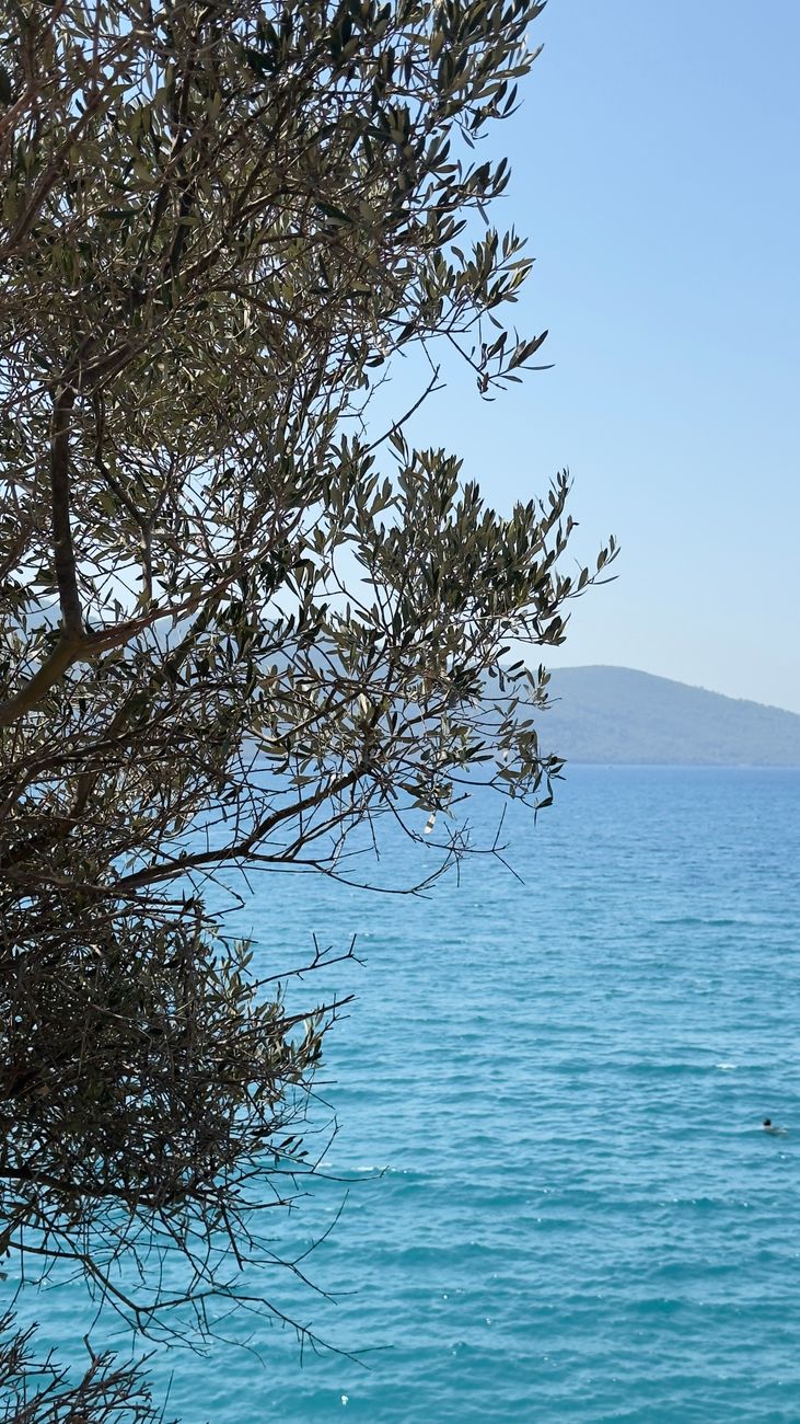 Olive trees on a slope overlooking the deep blue Mediterranean sea
